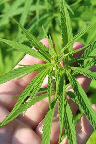 cannabis-drogue-douce